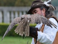 Ger- und Sakerfalke 029